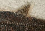 Diplomystus Fish Fossil - Wyoming #15126-4
